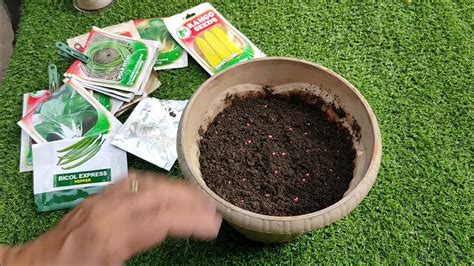 Simpleng Paraan ng Pagpapatubo ng Buto ng Kamatis .